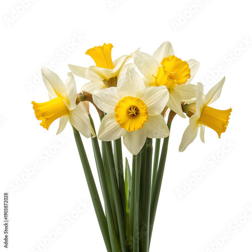 Daffodils Arranged in a Bouquet With Six Flowers on a White Background