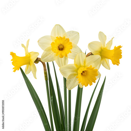 Daffodils Bloom in a Garden During Springtime Sunlight Near a Backyard