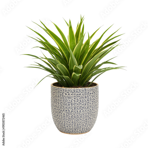 Indoor Plant in a Unique Pot Placed on a Table in a Bright Room During Daytim...