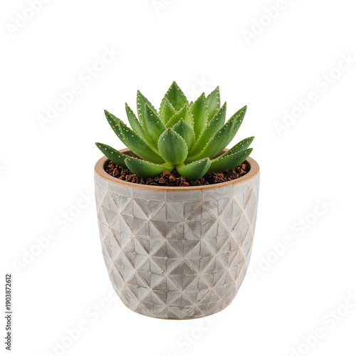Green Succulent in a Gray Decorative Pot on a White Background During Dayligh...