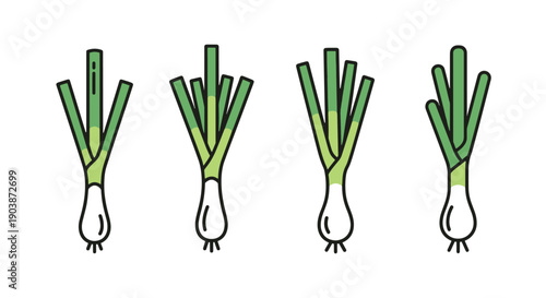 Scallion Line art colorful digital illustration