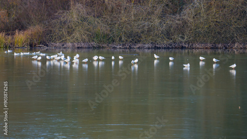 Flock of seagulls on the ice near a wooded shore