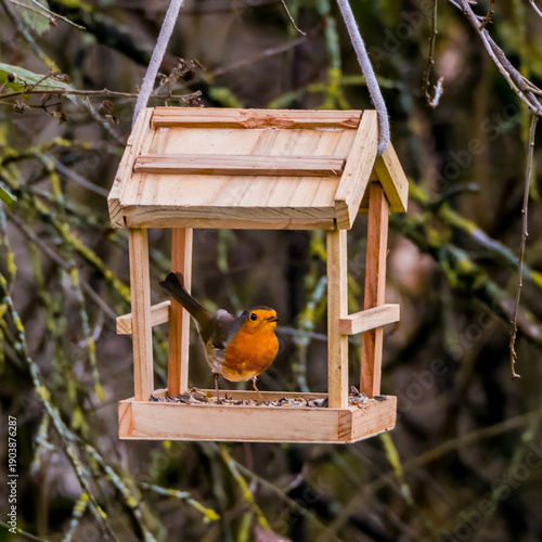 Coot robin sitting in wooden bird feeder