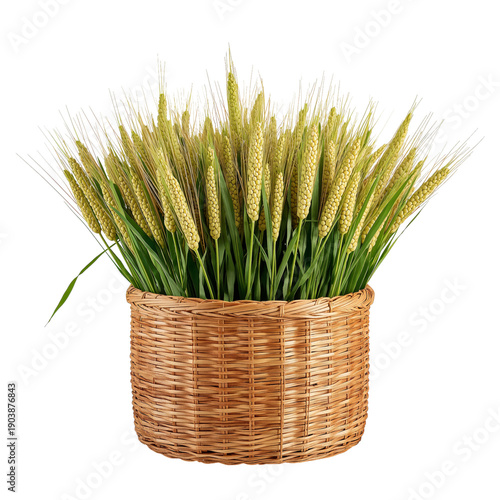 Woven Basket Holds Green Plants With Yellow Spikes in Bright Light