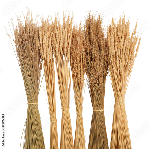 Bundles of Dry Grass in Various Shades Arranged Together for Decoration or Cr...