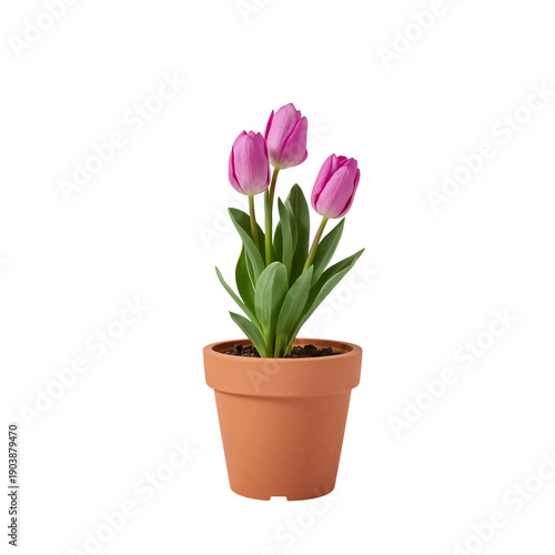 Pink Tulips in a Brown Pot Placed Against a Plain White Background During Day...