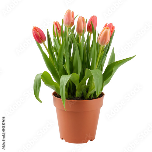 Colorful Tulips in a White Pot on a Plain Surface in a Bright Indoor Setting