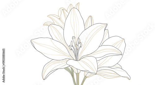 Elegant lily flower bouquet line art illustration with delicate black contours and subtle golden beige details, creating a minimalist and sophisticated floral design isolated on white