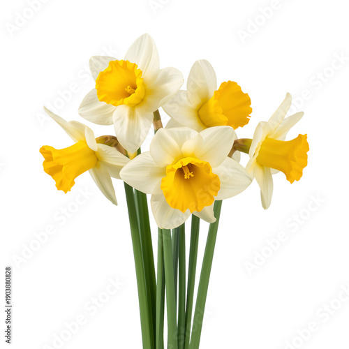 Daffodils With White Petals and Yellow Centers Standing Upright on a White Ba...