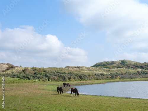 Nature reserve Noordhollands Duinreservaat Egmond aan Zee, Noord-Holland province, The Netherlands