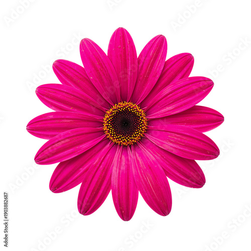Bright Pink Flower With a Round Center Showing Petals in a Symmetrical Pattern