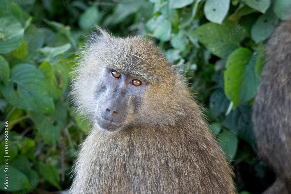 Obraz premium A female Olive baboon (Papio anubis) looking directly at the camera, highlighting her light brown eyes