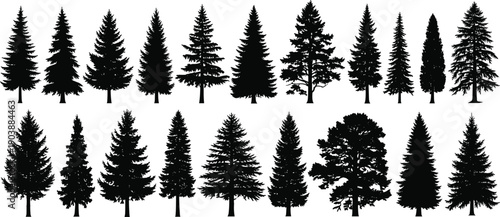 Collection of detailed pine and evergreen tree silhouettes, forest landscape elements, variety of conifer shapes for nature, outdoor, wilderness and woodland design projects