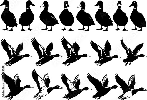Duck and mallard silhouette collection featuring standing and flying poses isolated on white background wildlife vector illustration set