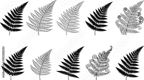Fern leaf engraving silhouette collection featuring botanical line art, vintage plant illustrations, and decorative foliage isolated on white background vector set