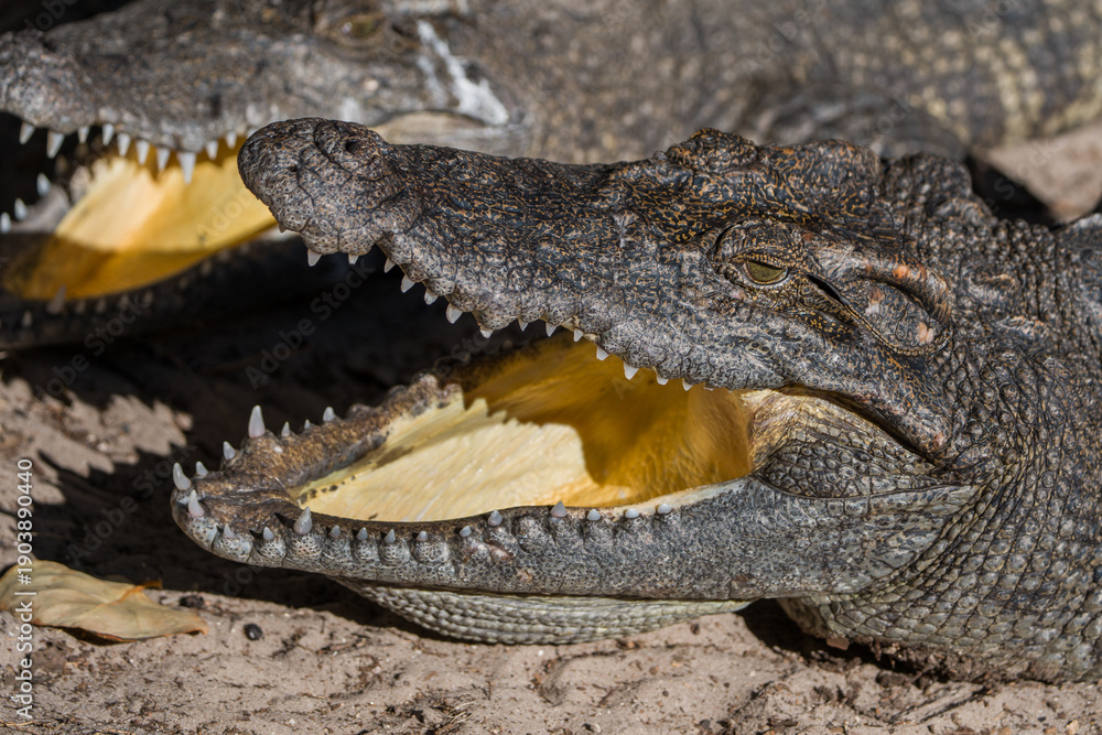 Obraz premium Close up of Alligator's Head With Open Mouth