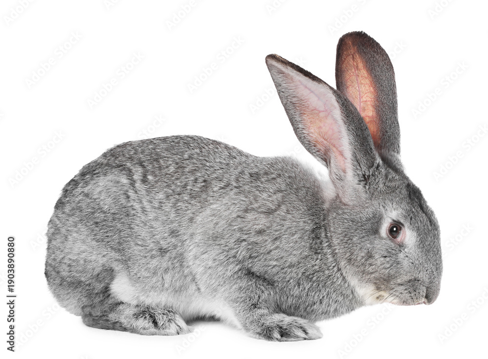 Obraz premium Cute fluffy Easter bunny isolated on white