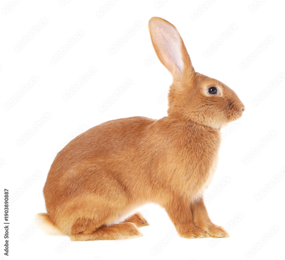 Obraz premium Cute fluffy Easter bunny isolated on white