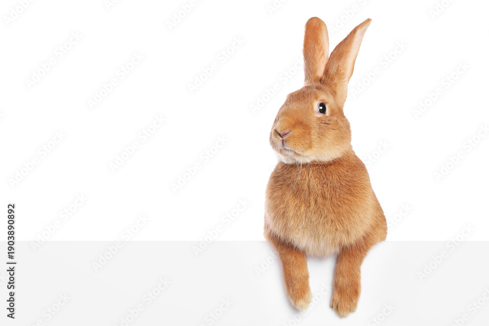 Obraz premium Cute fluffy Easter bunny isolated on white