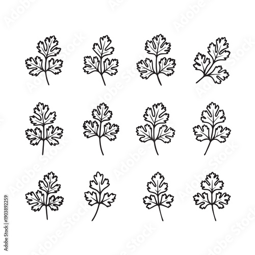Cilantro Herb Leaves Collection Vector Outline Icons Simple