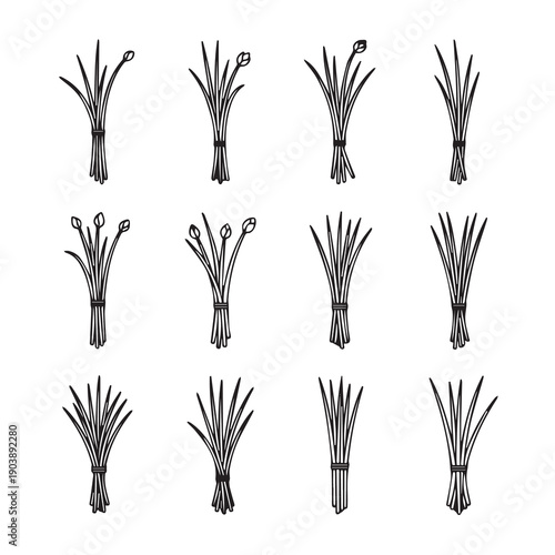 Chives Bundles Line Art Collection, Herb Stems with Buds, Isolated Vector Elements
