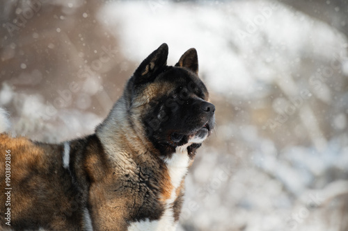 Close-up portrait of American Akita dog in falling snow with blurred winter background