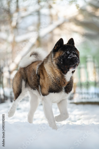American akita dog running in the snow in winter park
