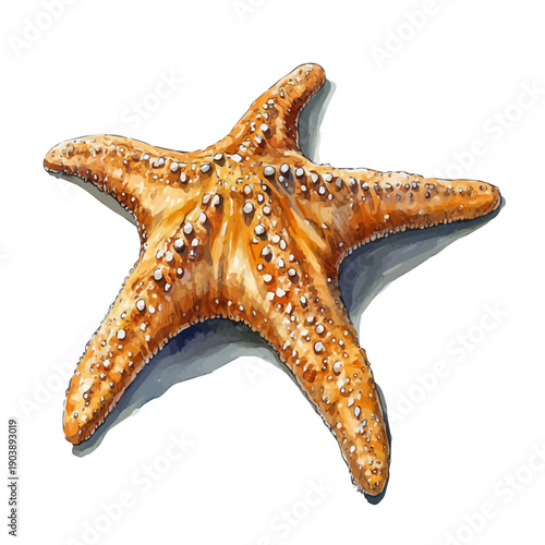 Starfish, watercolor with intricate brush textures and gentle highlights, isolated on a white background.