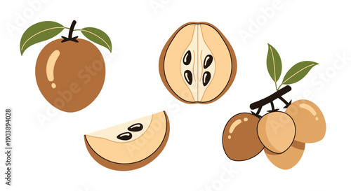 Sapodilla Line art color outline design minimal style