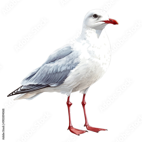Seagull, illustration watercolor with dynamic strokes and balanced color harmony, isolated on a white background.