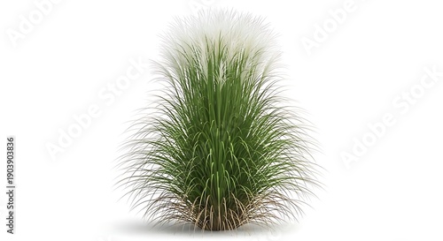 Ornamental Maiden Grass Plant Isolated on White, Pampas Grass, Nature