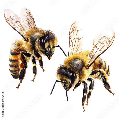 Honey Bees, clipart watercolor vector, isolated on a white background.