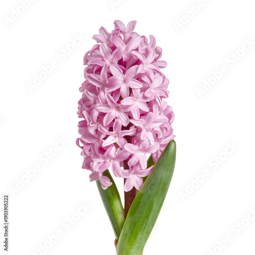 Purple Hyacinth Flowers Bloom With Green Leaves in Bright Light During Spring...