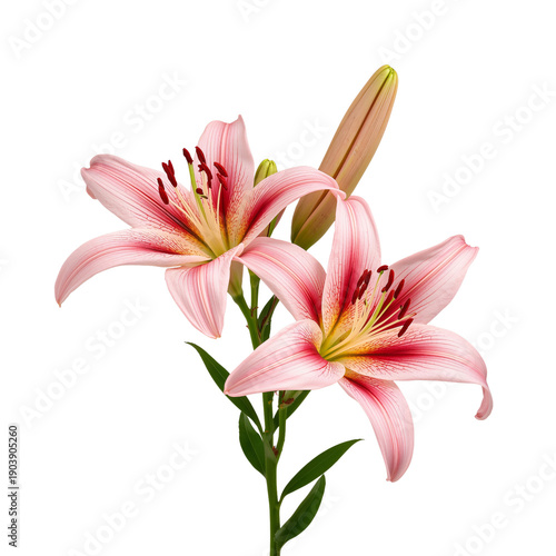 Pink Lilies Bloom With Bright Colors in a Still Life Setting Under Natural Light