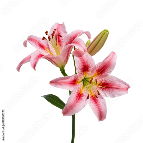 Pink Lilies Bloom With Bright Colors in a Still Life Setting Under Natural Light