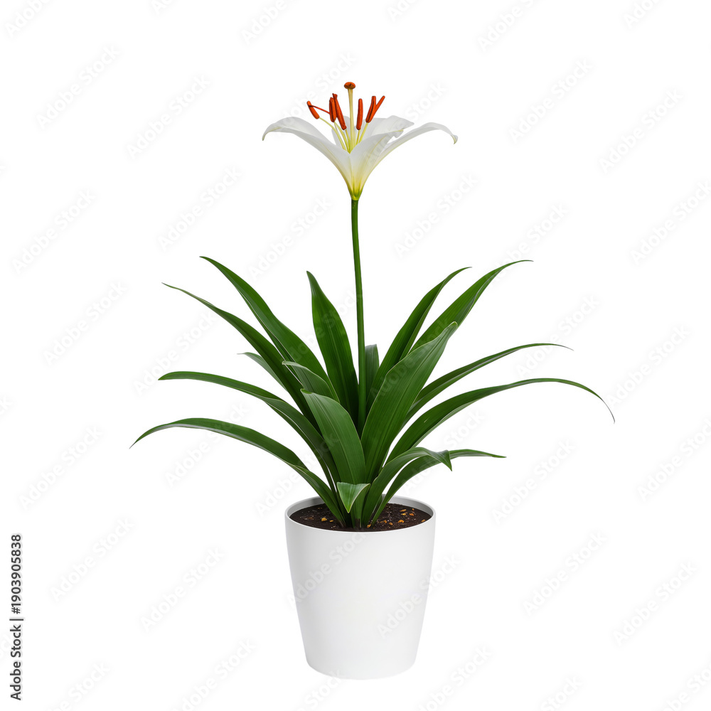 Fototapeta premium White Lily Plant in a Plain Pot With Green Leaves Standing Upright Indoors