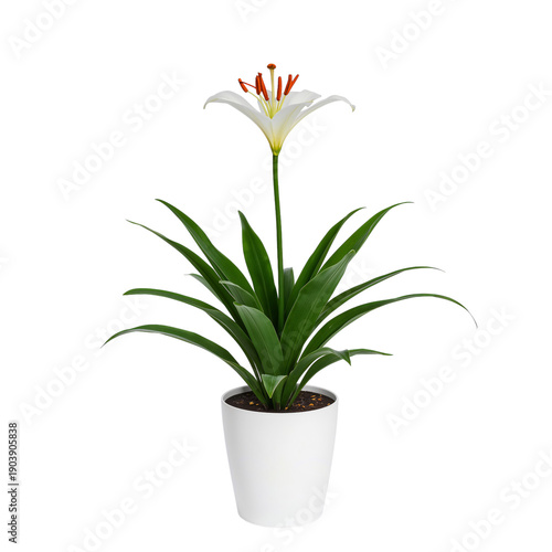 Wallpaper Mural White Lily Plant in a Plain Pot With Green Leaves Standing Upright Indoors Torontodigital.ca
