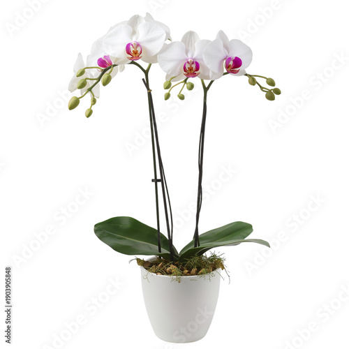 White Orchids in a Pot Placed on a Table With Green Leaves and Purple Accents...