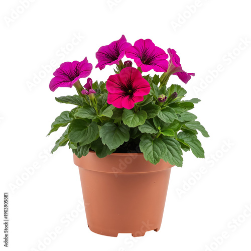 Colorful Petunias in a Brown Pot Placed on a White Surface Indoors During Day...