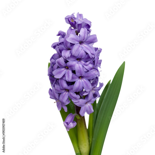 Purple Flowers Bloom in a Vase Placed on a White Background