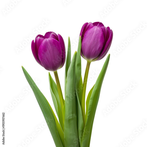 Purple Tulips Stand Together Against a White Background in a Simple Arrangeme...