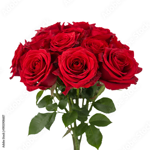 Roses in Shades of Pink and Peach on a White Background for a Floral Arrangement