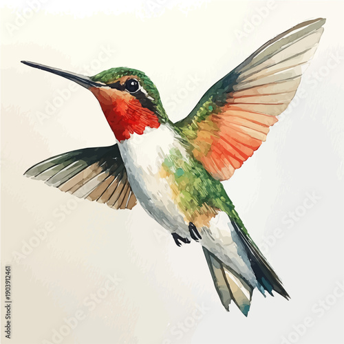 watercolor draw of Hummingbird, isolated on a white background.