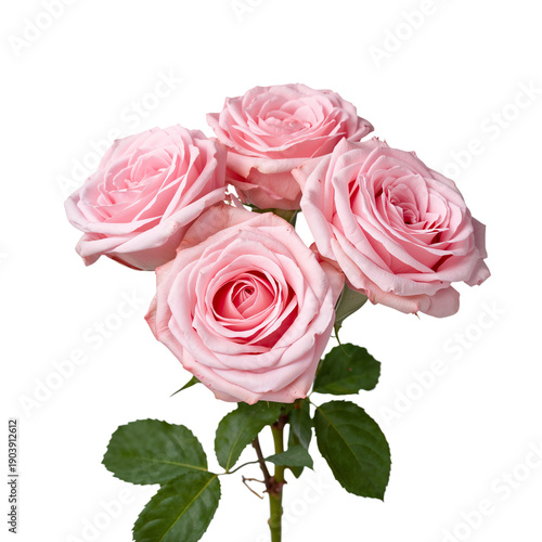 Four Pink Roses in a Simple Arrangement on a White Background Showcasing Natu...