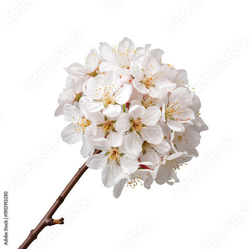 Cherry Blossom Branch With Pink Flowers on a White Background