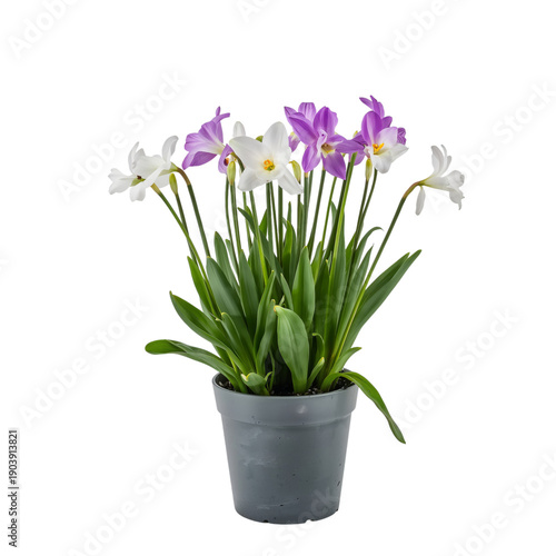 Colorful Orchids in a Pot With Green Leaves on Display in a Simple Setting
