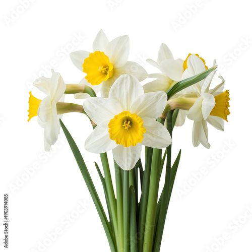 Yellow and White Flowers Are Arranged in a Simple Bunch for Display on a Clear Background