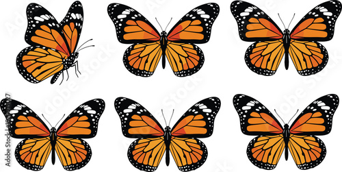 Monarch butterfly illustration, orange wings artwork, black and white insect design, entomology vector drawing, wildlife nature motif, butterfly identification study graphic