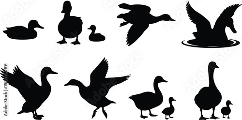 Duck and goose silhouette collection, waterfowl birds in different poses, flying swimming standing animals, black and white vector illustration