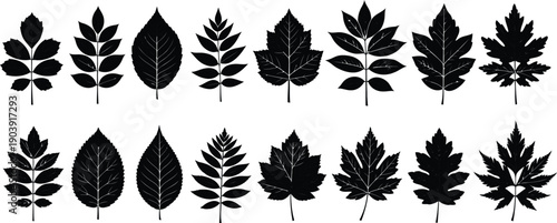 Black silhouette leaves, natural patterns, botanical vector art, seasonal elements